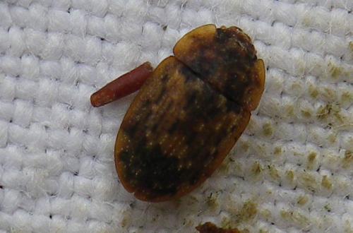 Réf. 269 557 : Soronia grisea